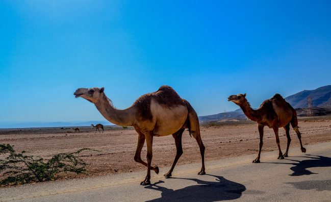 Short Breaks with Wahiba Sands – Oman – 4 Days