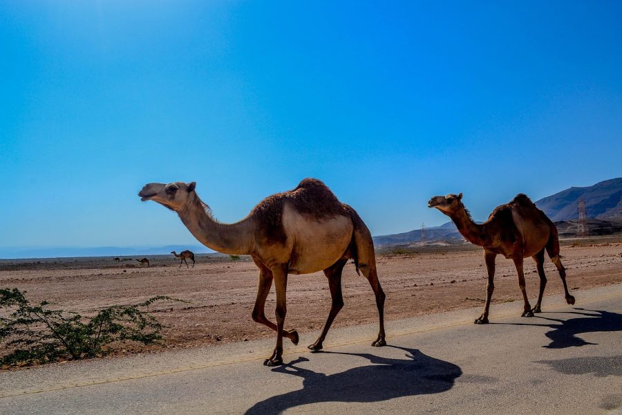 Short Breaks with Wahiba Sands – Oman – 4 Days
